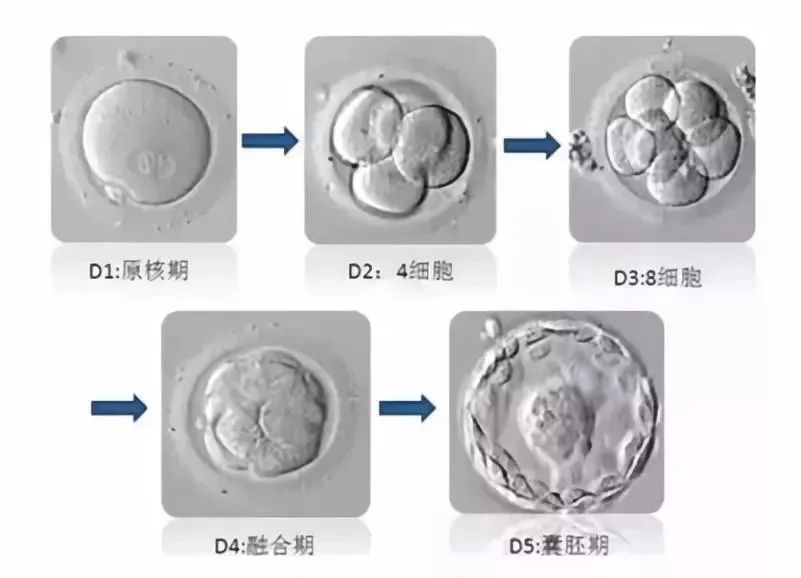 深圳第三代试管助孕价格标准！附试管价格明细已公布！